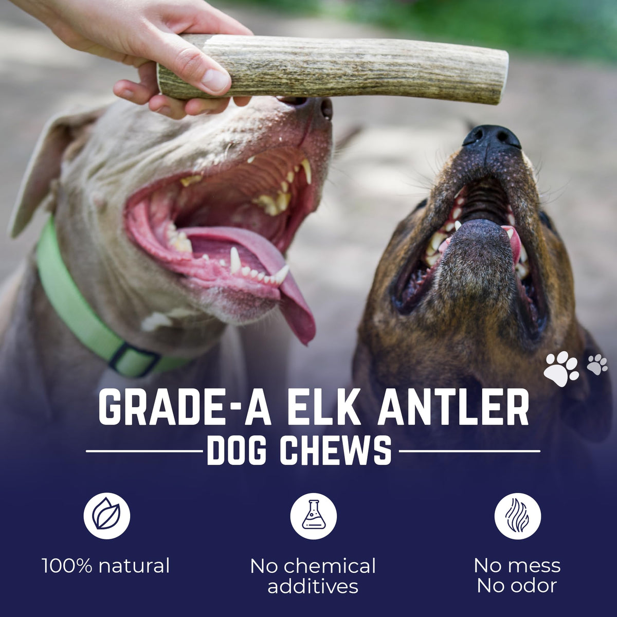 Whole Elk Antlers for Dogs Jumbo Q4887