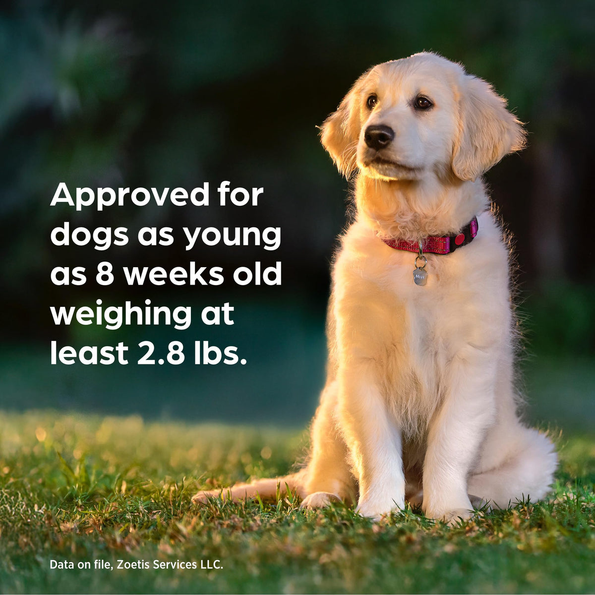 Chewable for Dogs Liver Flavor 88.1-132 lbs 1-Month Z786