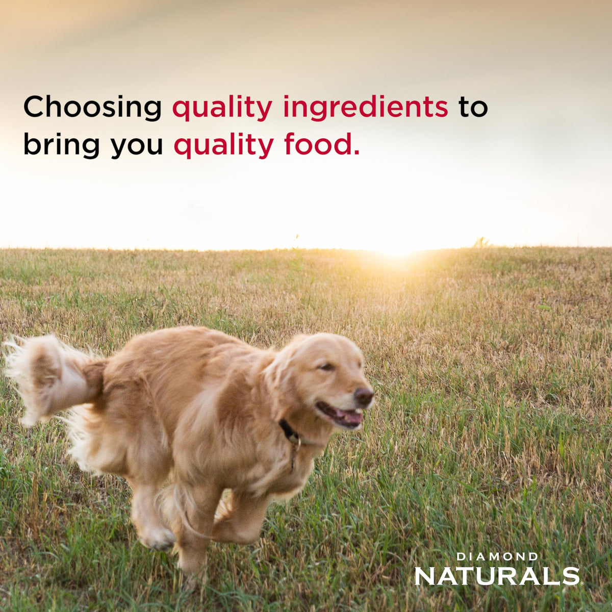 Chicken Puppy Dry Dog Food 6lb H857